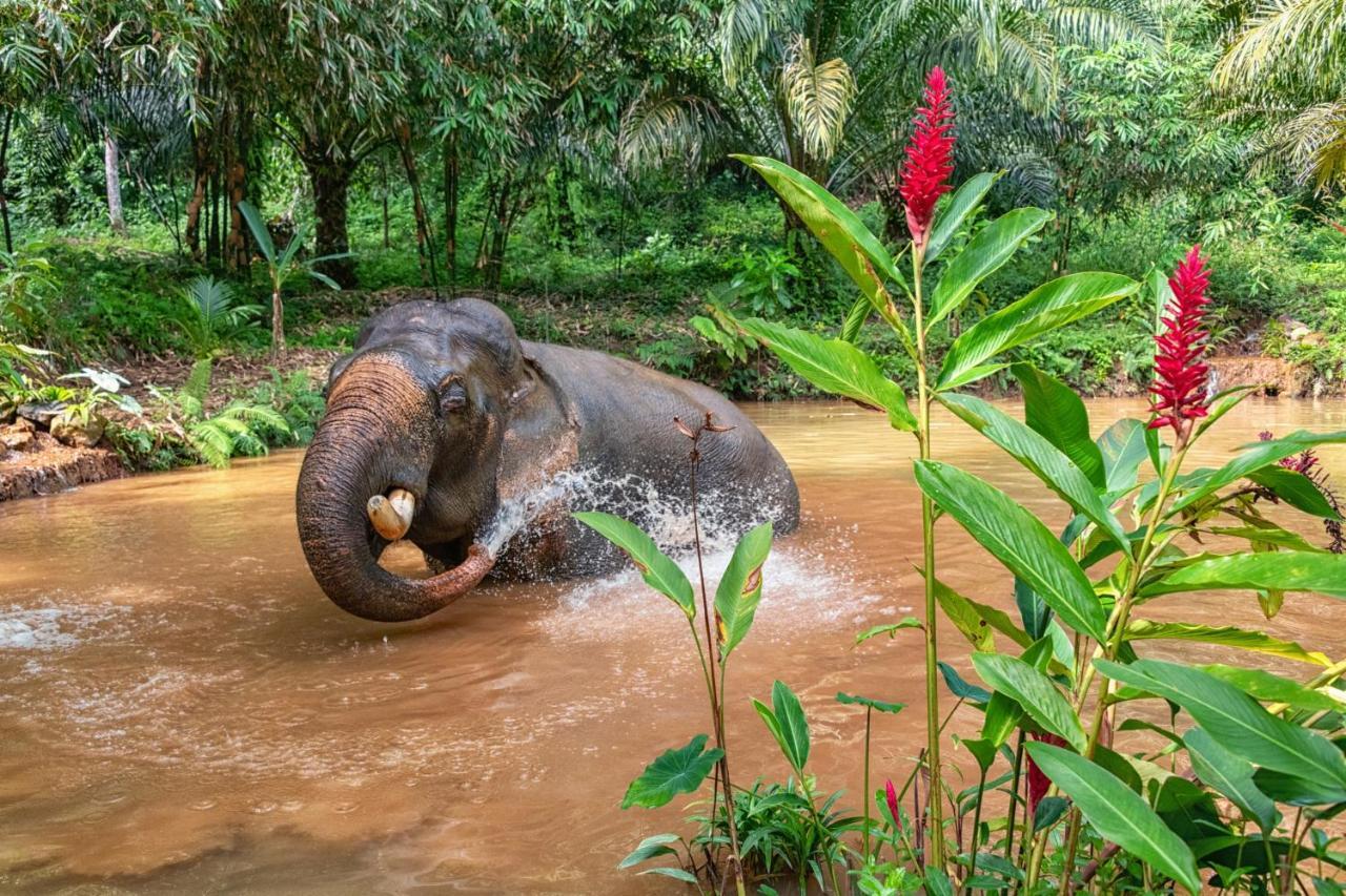 Khao Sok Riverside Cottages Khao Sok National Park Bagian luar foto
